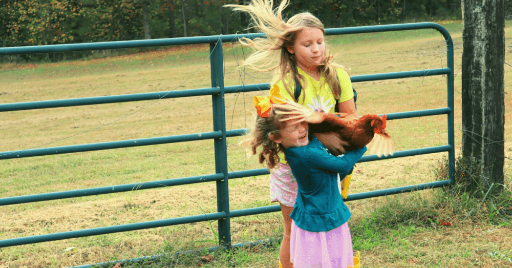 little girls holding a chicken