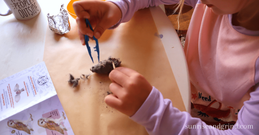 girl dissecting owl pellet in homeschool