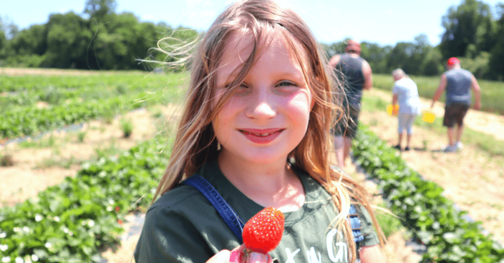little girl holding up a strawberry