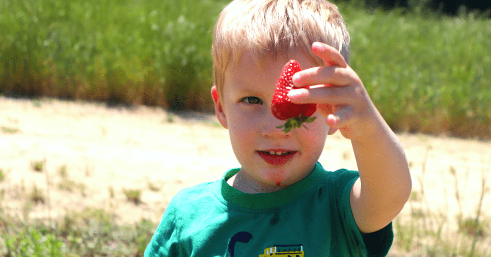 little boy holding up a strawberry at a farm