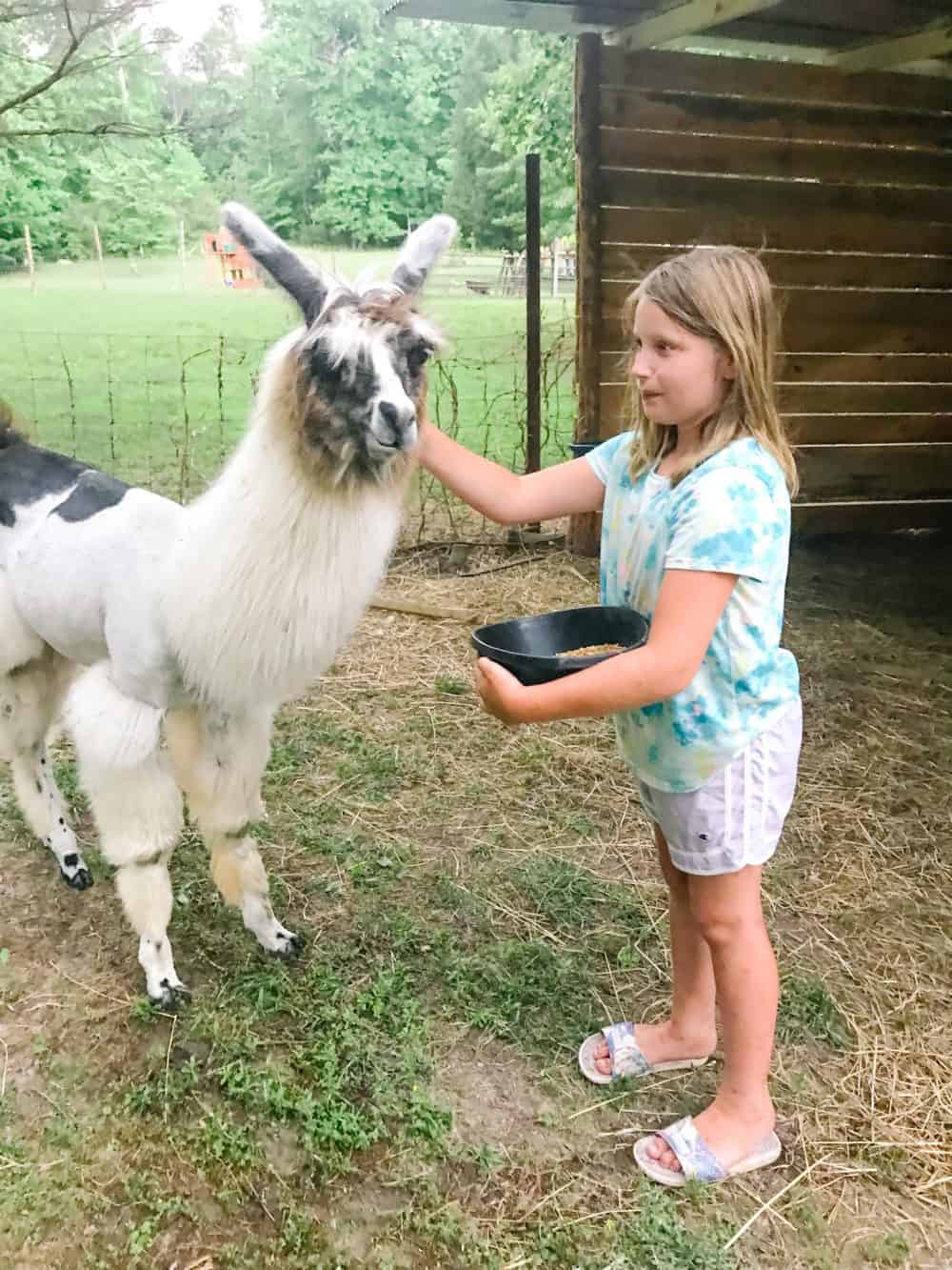 little girl feeding a llama on a homestead
