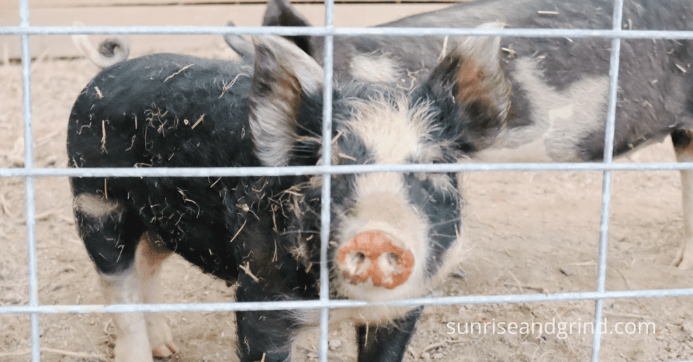 pigs in a pen on a homestead