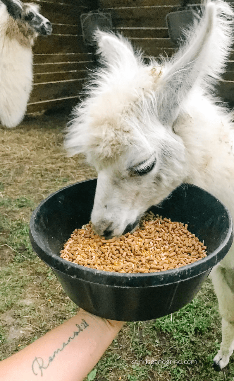 hand feeding a white llama