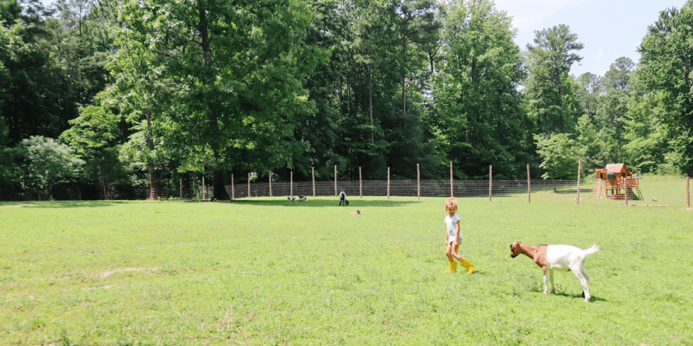 little girl walking with a goat in a field